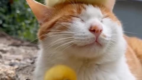 Duck vs Cat – Not a Fair Fight 😹🦆 درگیری اردک و گربه – نبرد نابرابر