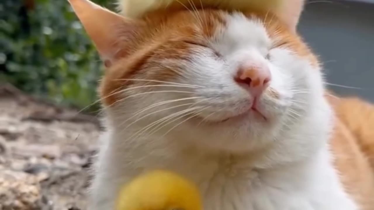 Duck vs Cat – Not a Fair Fight 😹🦆 درگیری اردک و گربه – نبرد نابرابر