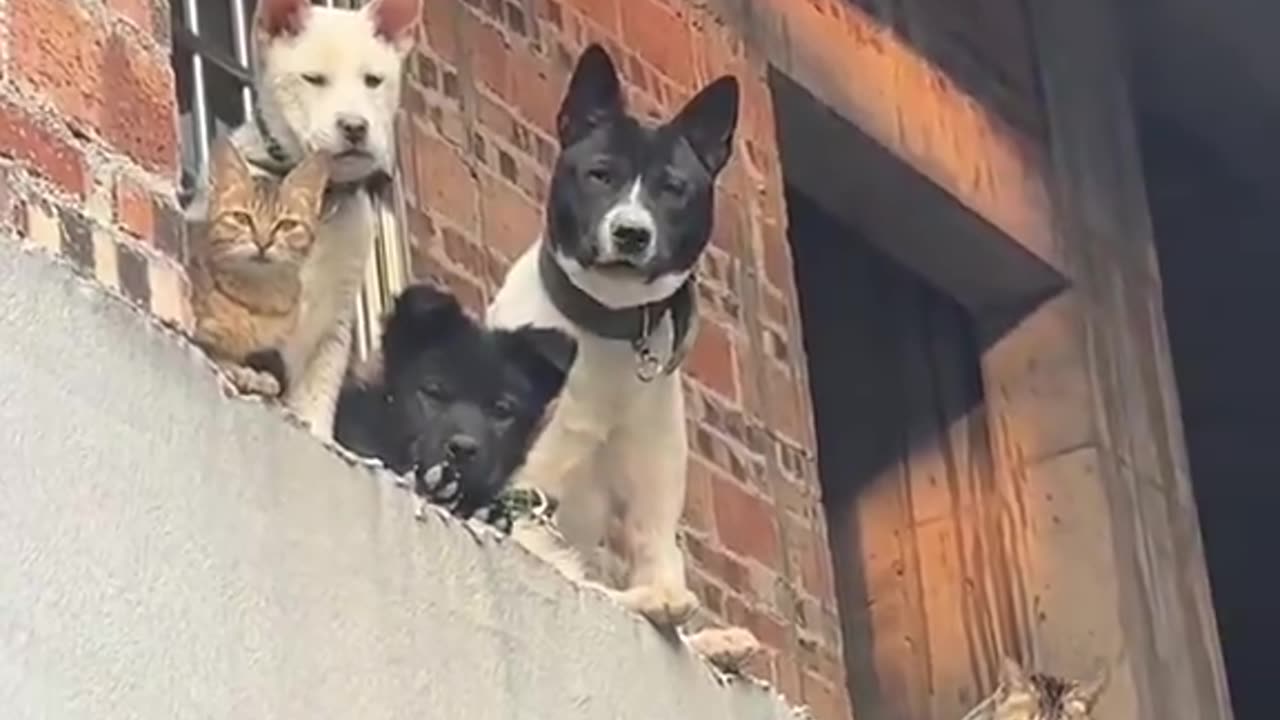 they're just happy to chill together
