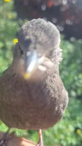 squawk says hi