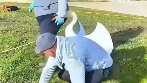 Kind people rescued a swan stuck in a tree