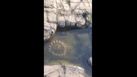 Game over! The turtles have decided