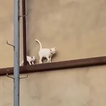 Every 10 steps she takes, she looks back to check her little one. 😊