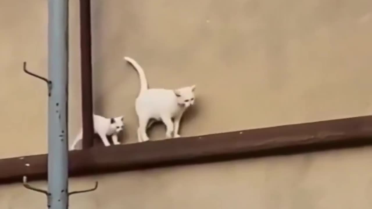 Every 10 steps she takes, she looks back to check her little one. 😊