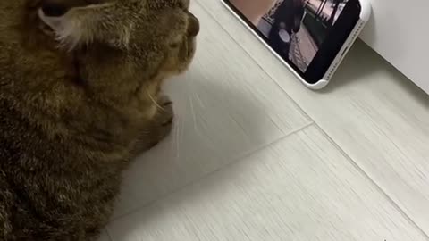 cat vibing to music on phone too funny! 😹