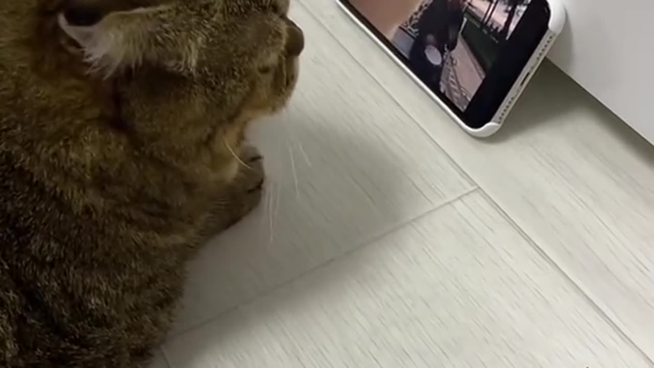 cat vibing to music on phone too funny! 😹