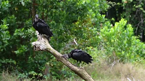 "Amazon Rainforest Animals in 4K | Wildlife of the Amazon Jungle 🌿🐆🦜"