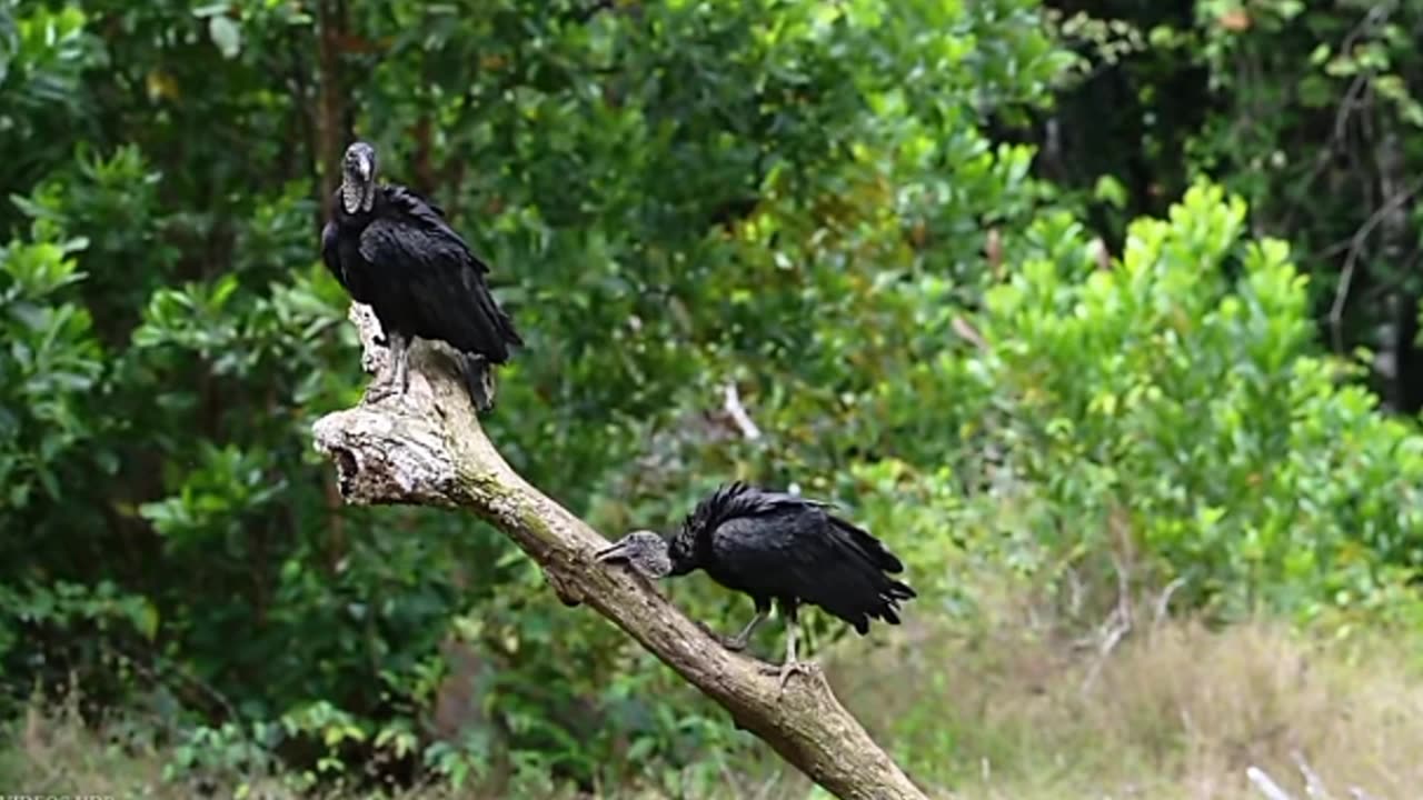 "Amazon Rainforest Animals in 4K | Wildlife of the Amazon Jungle πΏππ¦"