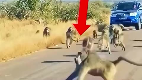 NOW THIS IS THE ARMY OF APES💪💪🚨🚨