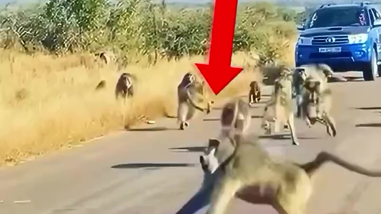 NOW THIS IS THE ARMY OF APES💪💪🚨🚨