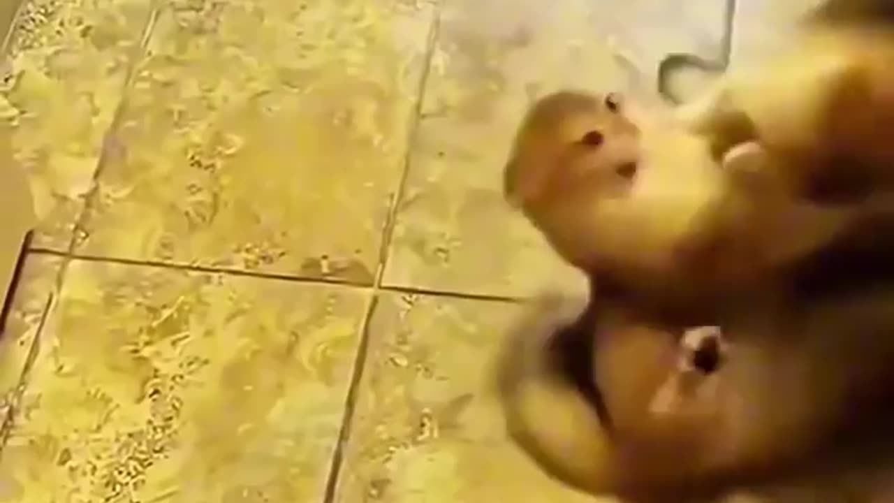 Cats are made for boxing🥊💀(720P_HD)