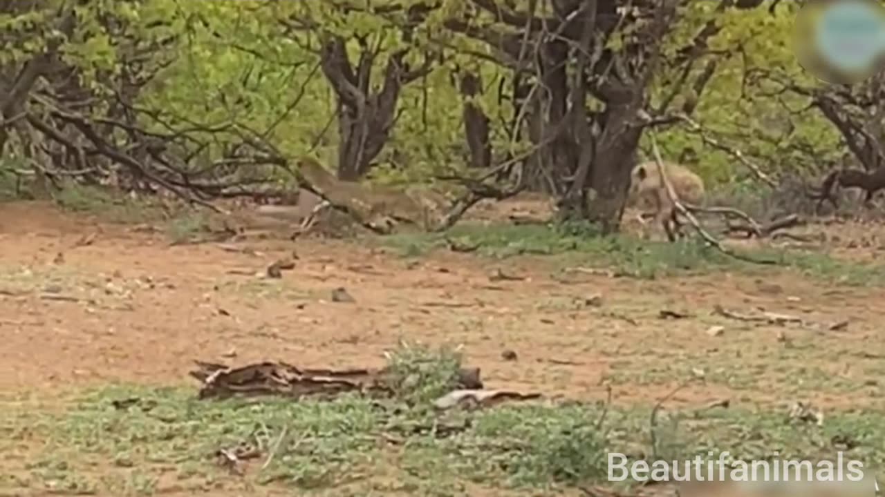 Wildlife animals#