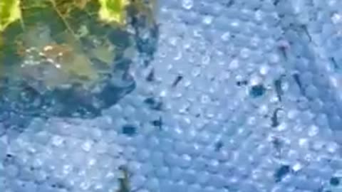 Open backyard pool? You have parasites then