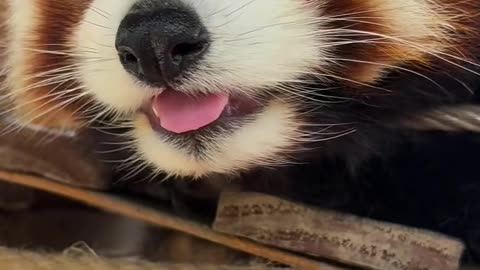 Cute red panda 😍