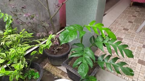 DIY Mini Flower Garden | Easy Home Gardening Ideas