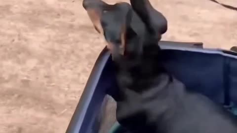 Funny dogs video