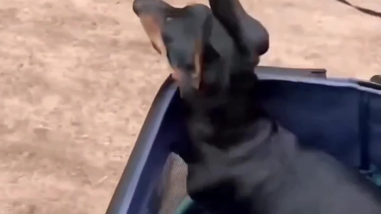 Funny dogs video