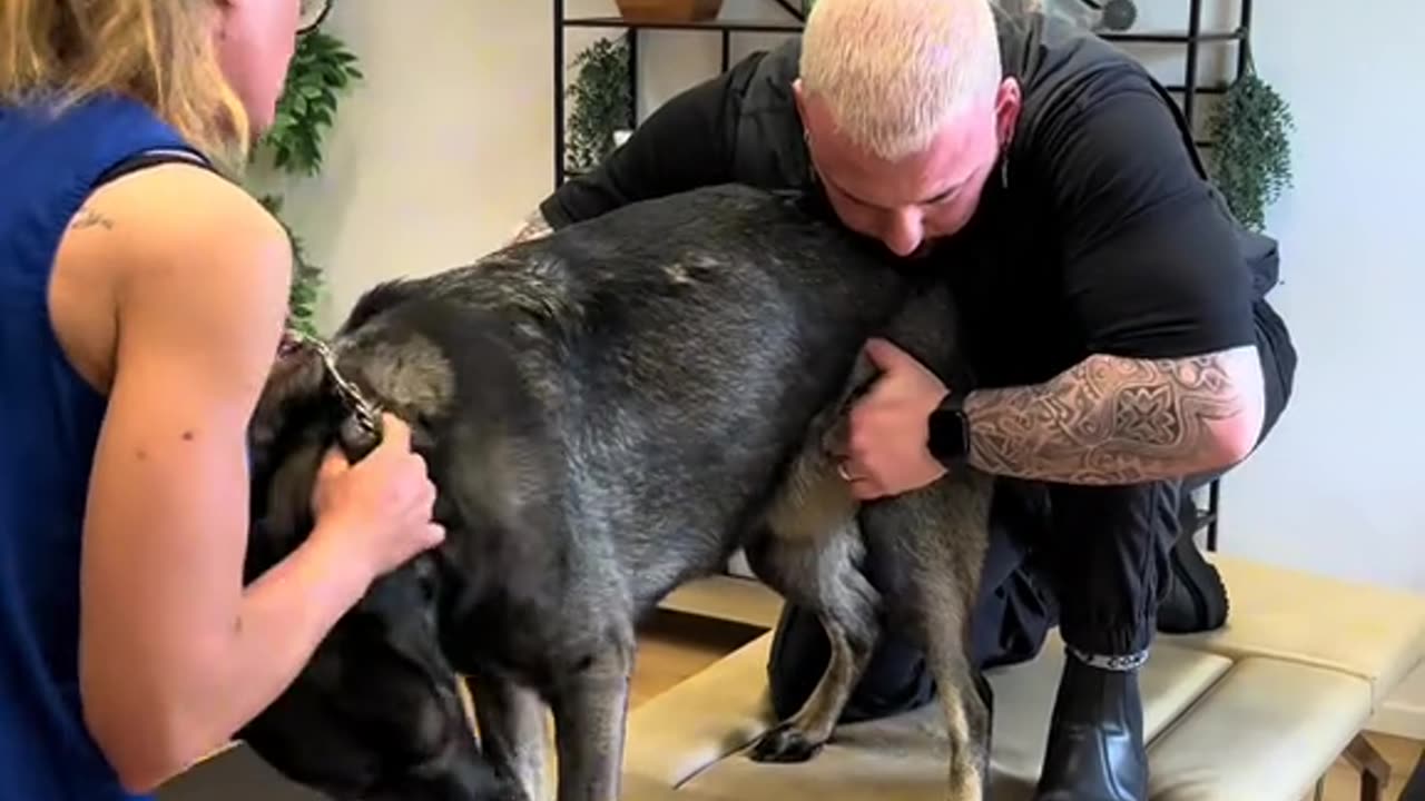 Dog cracking therapy