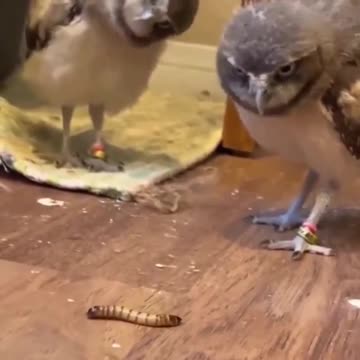 The one in the back be like 🙃