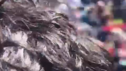 Qëllohet 2 herë me snajper njeriu i Trumpit në Utah