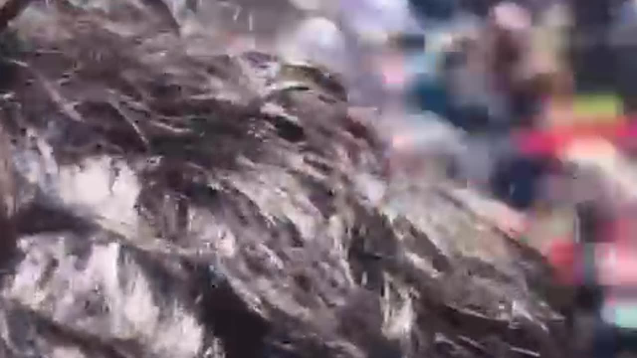 Qëllohet 2 herë me snajper njeriu i Trumpit në Utah