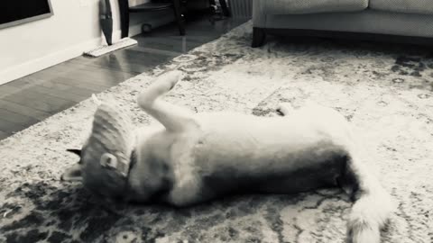 Just a Dog With a Giant Pickle