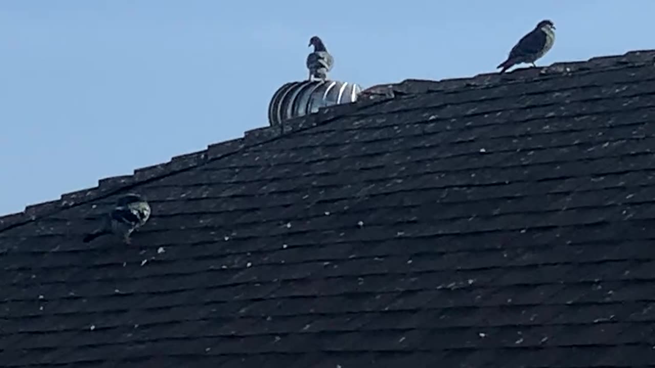 Pigeon Spins Around on Turbine Vent