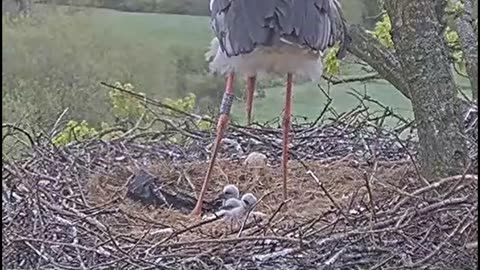 Three chicks 🐥🐥🐥 - Knepp (Great Britain)