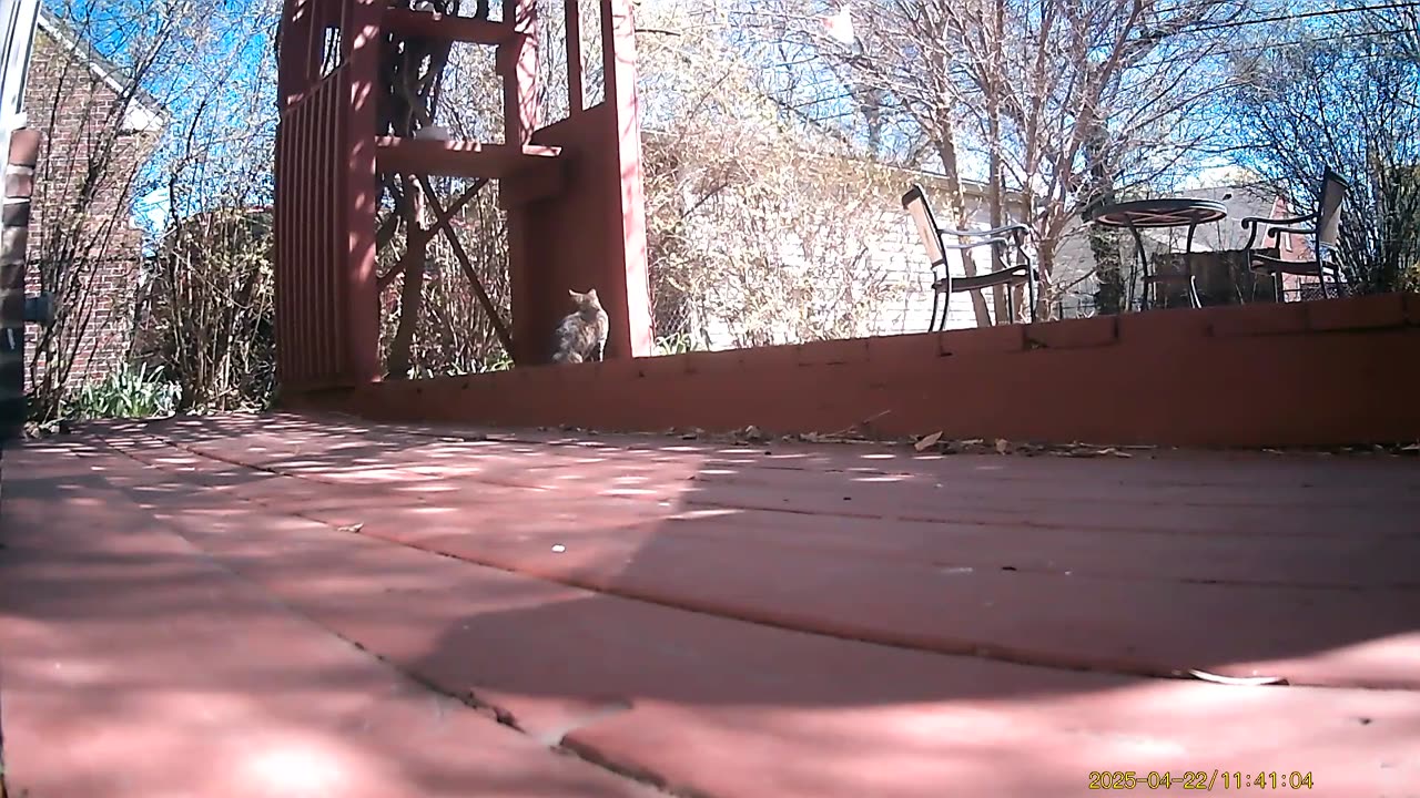 Wildlife Filmed By Haza PR800 Wild Camera, Dearborn, Michigan, April 19 To 24, 2025