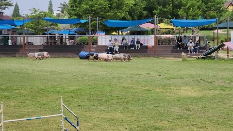 Farmland Animal Shows