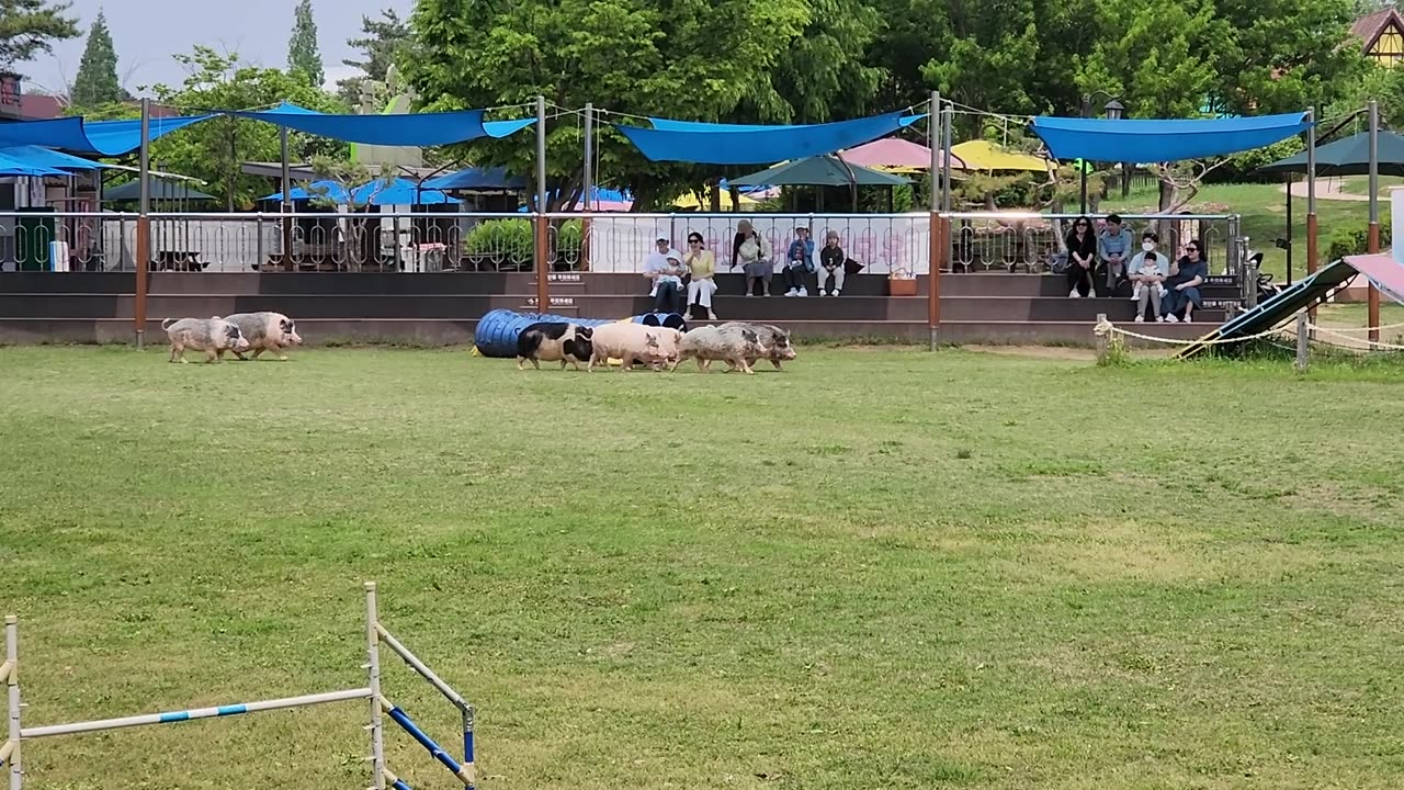 Farmland Animal Shows