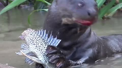 MEET THE APEX FISH-CRUSHER OF SOUTH AMERICA THE GIANT RIVER OTTER