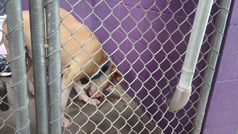 Titan-forehead white sliver Atlas 2.5ys Pet Ids 947131 947132 kennel 25 HSSAZ shelter_20250606_1547