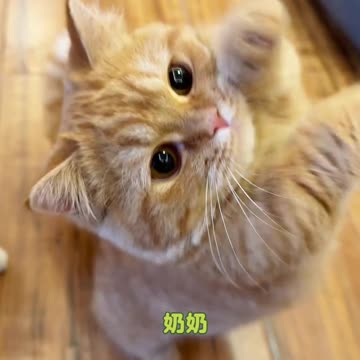 📹 Trending Chinese Viral Videos | Funny, Emotional & Shocking Moments