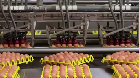 Millions Of Free Range Chickens Raised And Billions Of Eggs Harvested Chicken Farm