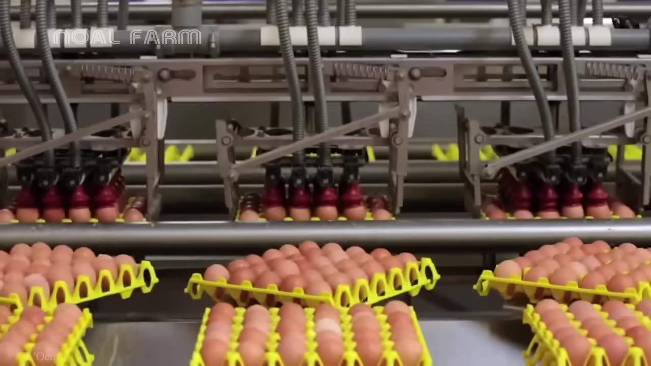 Millions Of Free Range Chickens Raised And Billions Of Eggs Harvested Chicken Farm