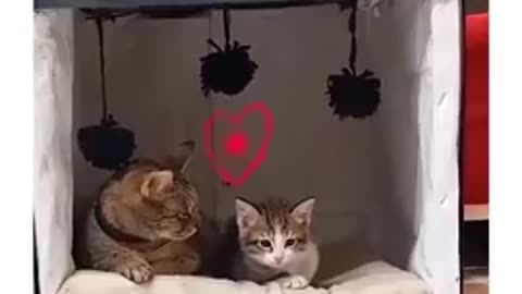 The cat got annoyed with the Tiger #catanimals #tiger #shortvideos #funny