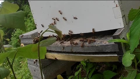 Sunday Evening with Cicadas