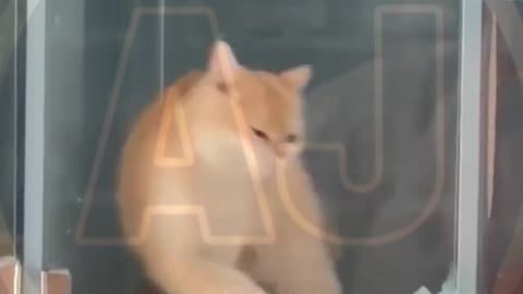 Funny video