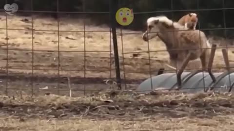 🐕 When Your Dog Brings Home a Friend 🙈🤣 | Funniest Dog Moments Ever!