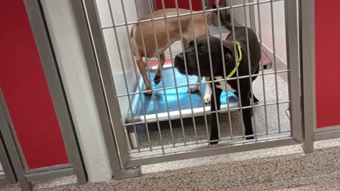 Solange-tan-white ring on snout1y A852647 Nyxa-black 7mo A876212 kennel 189 PACC shelter20250723859