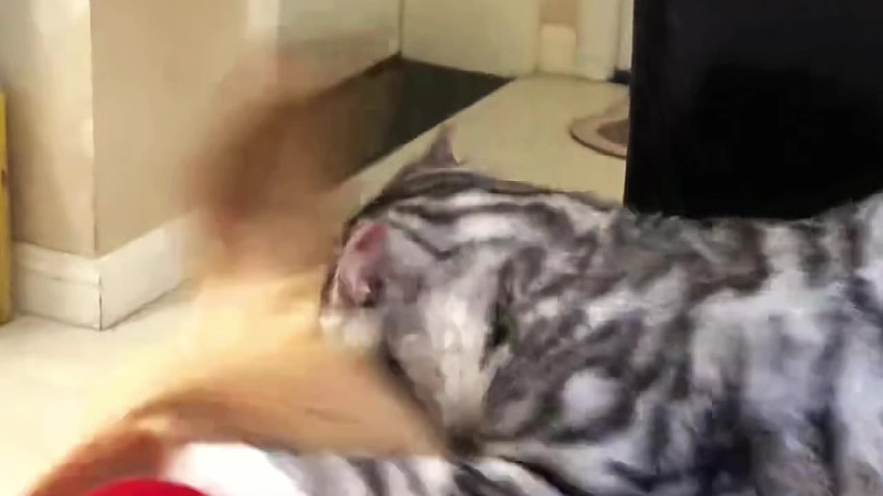 Funny animals