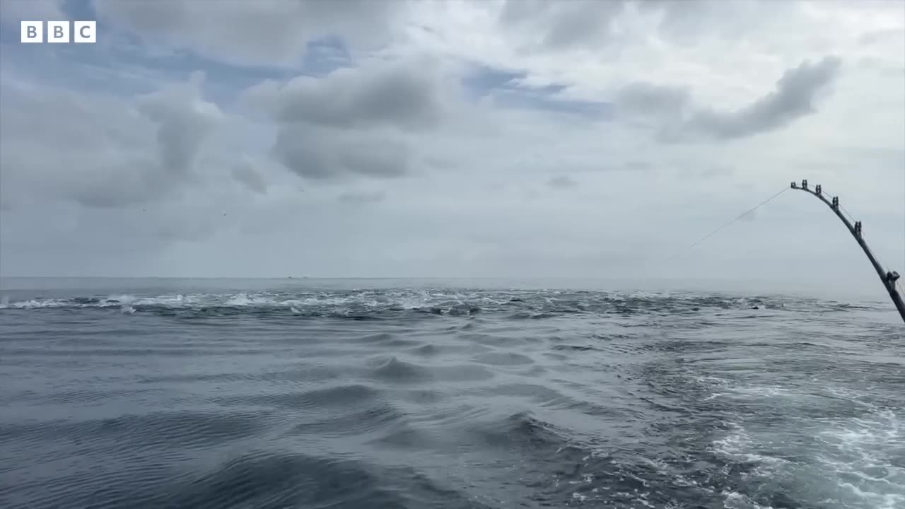 Record warm seas bring extraordinary new species to UK waters