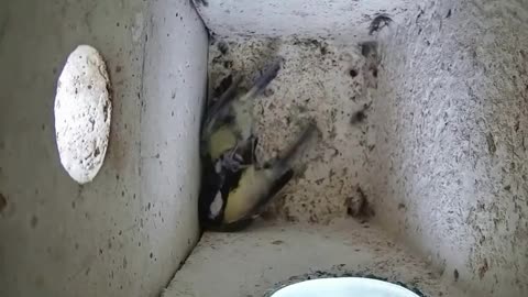 Fight for the nesting box