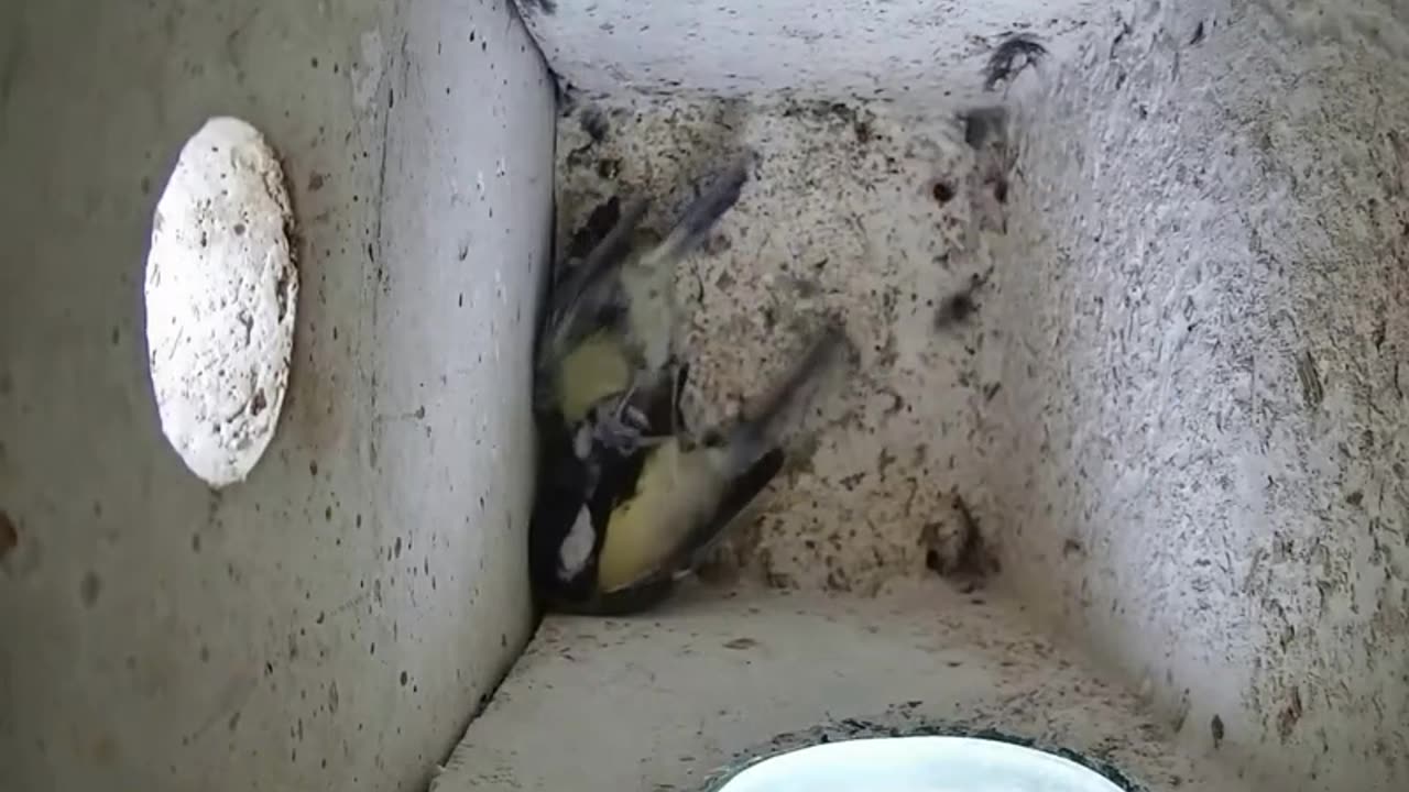 Fight for the nesting box