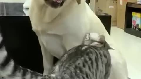 cute cats and dogs