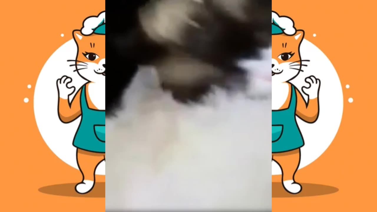 "Funny Cat Compilation That Will Brighten Your Day!"