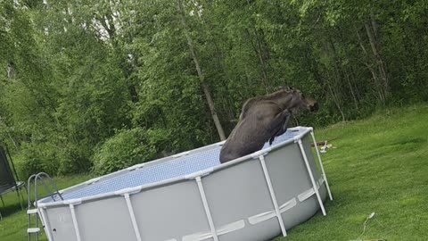 Moose Cools Off In Backyard Pool