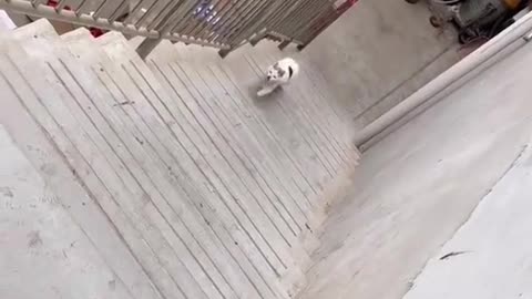 failed fly cat