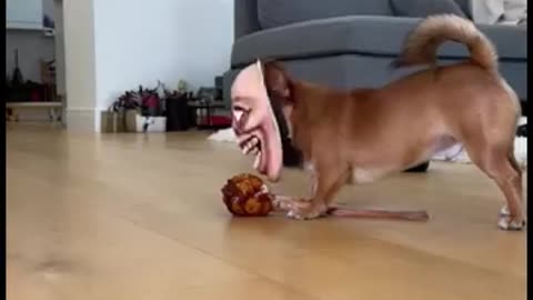 Funny 🤣 video of dogs 🐕